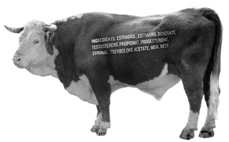 Trenbolone cattle