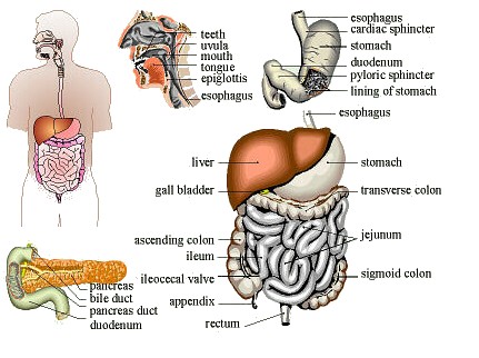 Digestive System