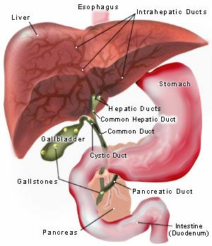 Gallbladder