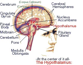 Hypothalamus