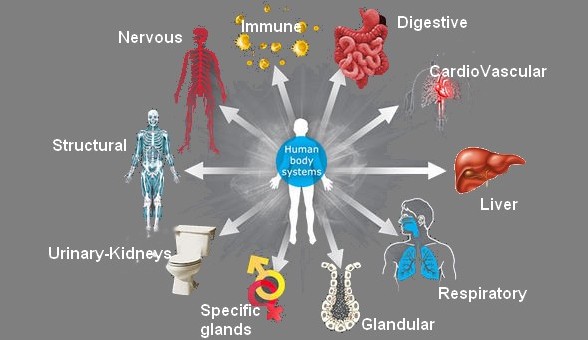 Introduction to Body Systems