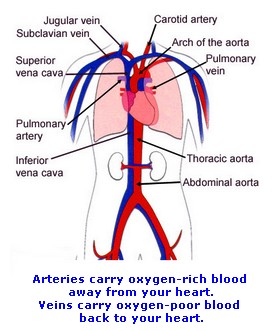 Circulatory System