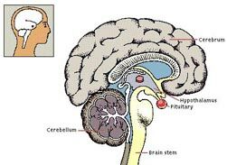 The Pituitary Gland