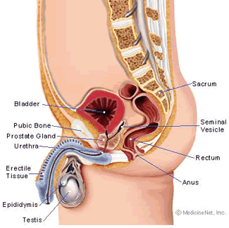 Milking The Prostate