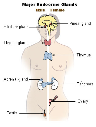 Endocrine System