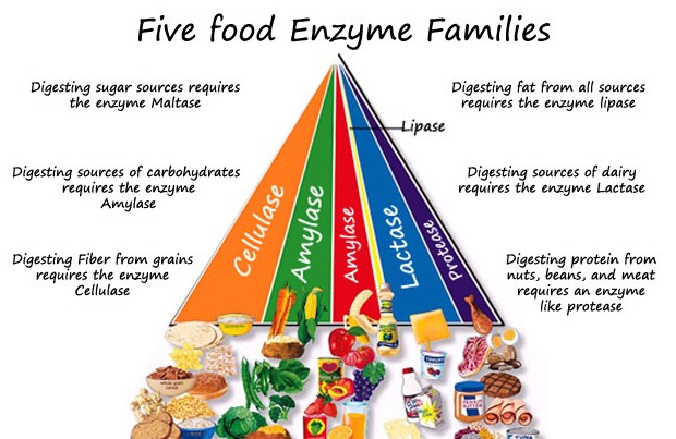 Enzymes