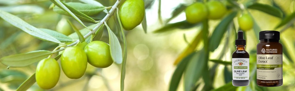 Olive Tree