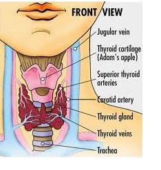 Thyroid