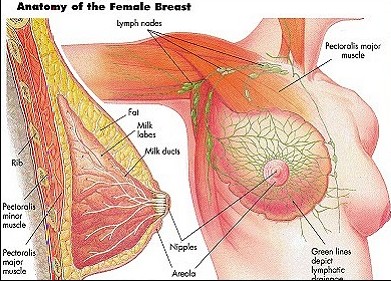 Breast