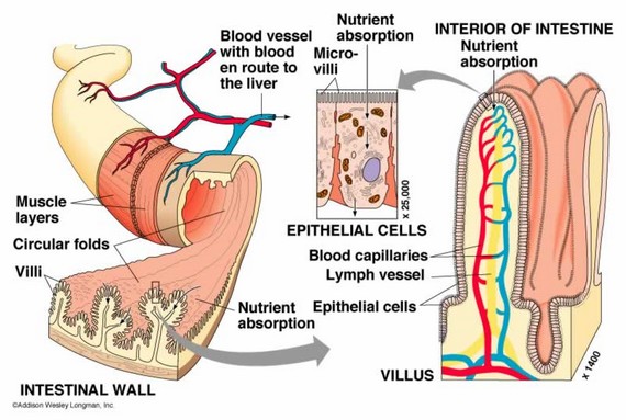 digestion