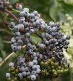 Elderberry-web.jpeg