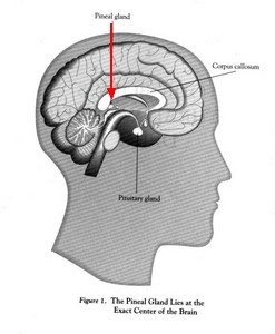 Pineal Gland