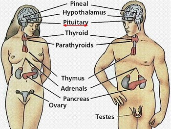 Pituitary