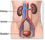 Kidneys