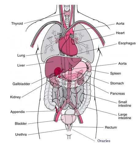 Body Organs
